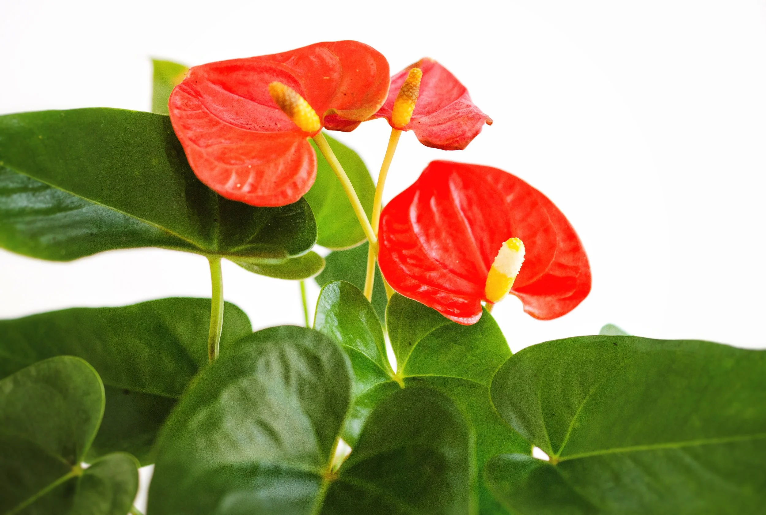 Plant profiles: Anthurium andraeanum (flamingo flower) 