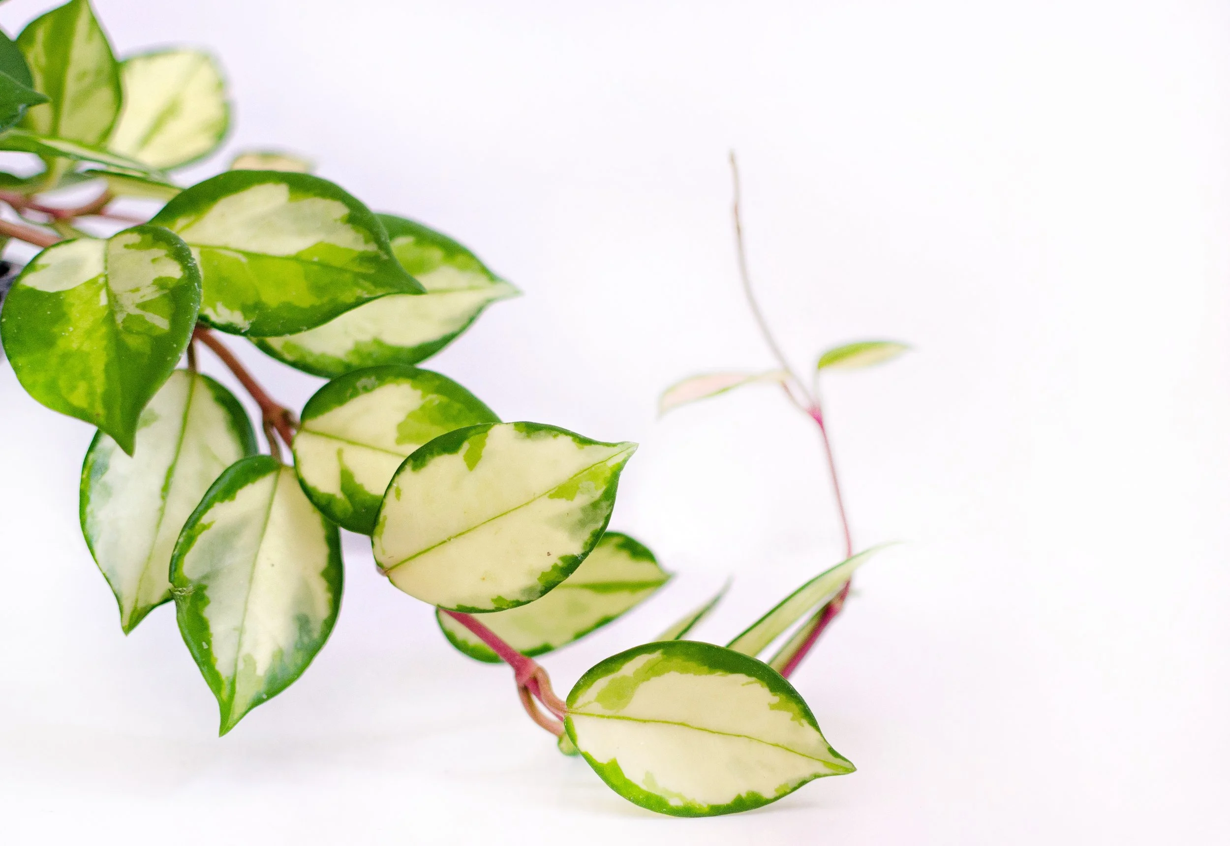 Plant profiles: Hoya carnosa (wax plant)