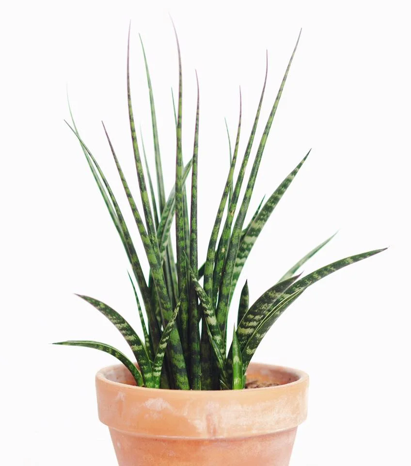 Sansevieria 'Fernwood' is one of the many easy varieties of snake plant. 