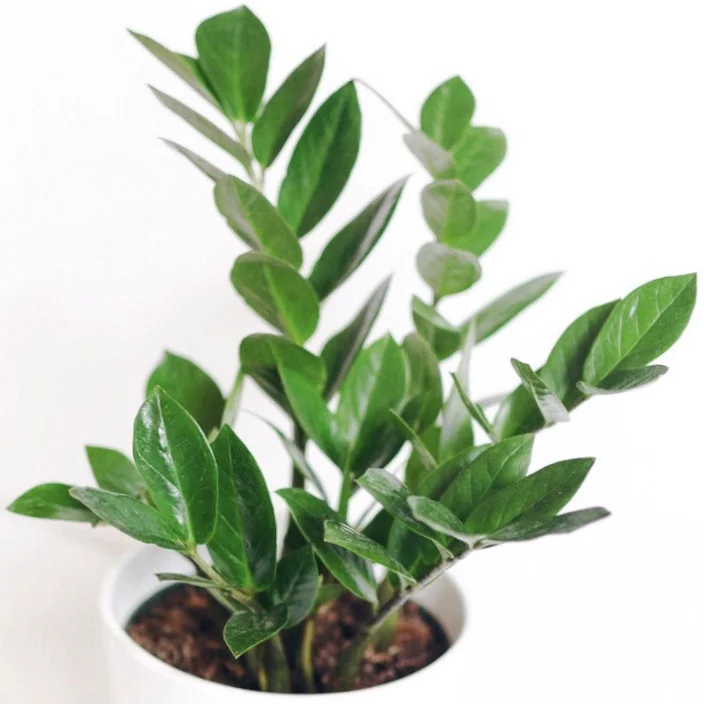 Ten easy houseplants for beginners