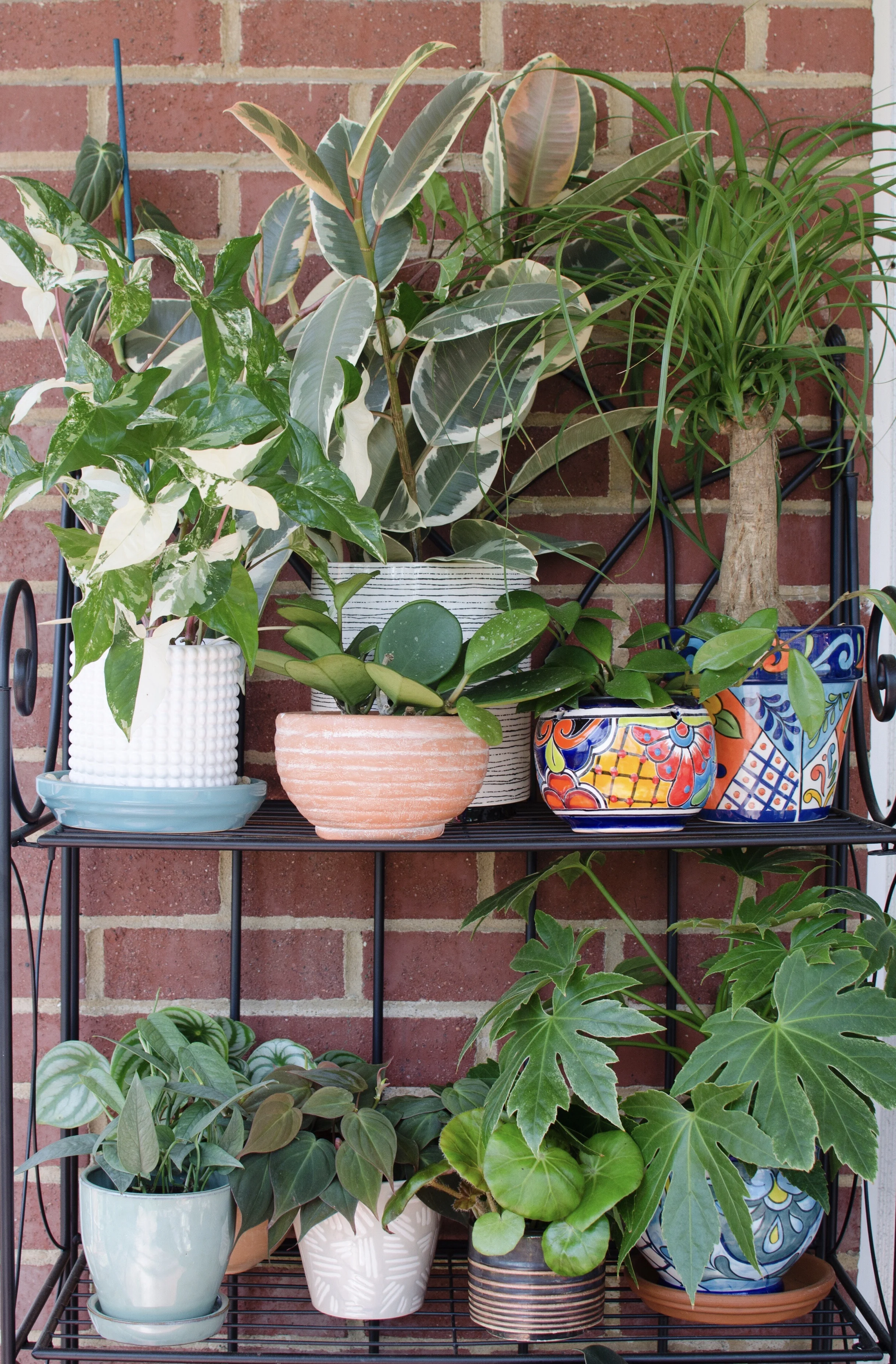 Just some of my collection out enjoying fresh air! 