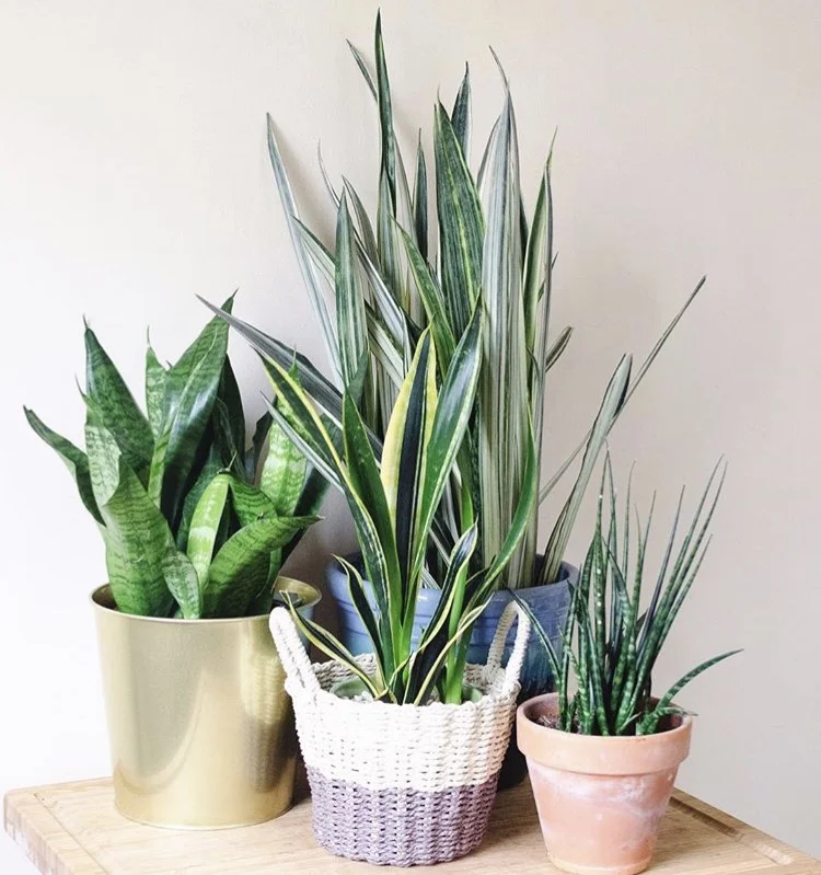 A grouping of a variety of Sansevieria species and cultivars. 