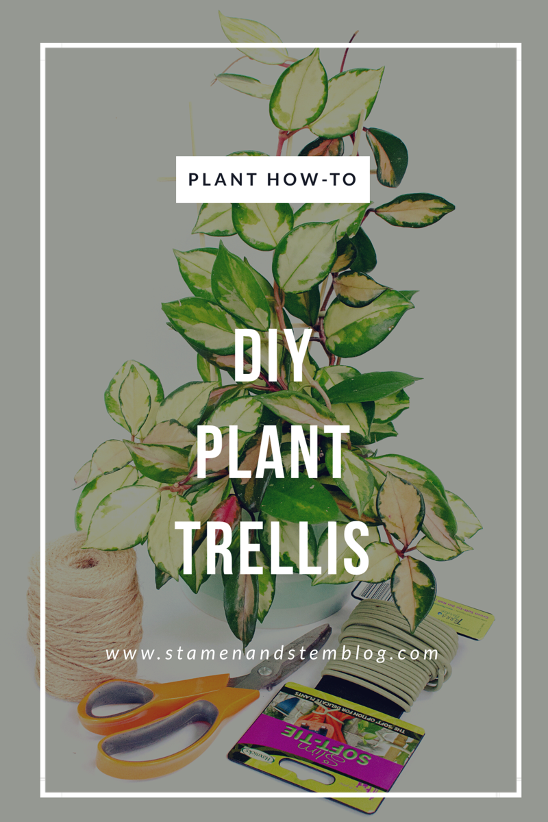 How to make a trellis for indoor plants