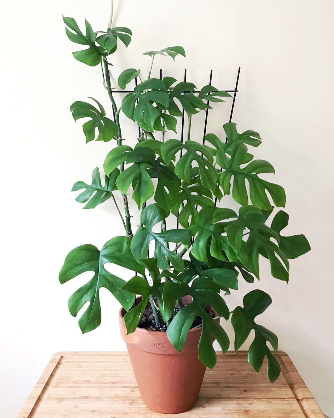 Plant profile: Rhaphidophora tetrasperma — Stamen & Stem