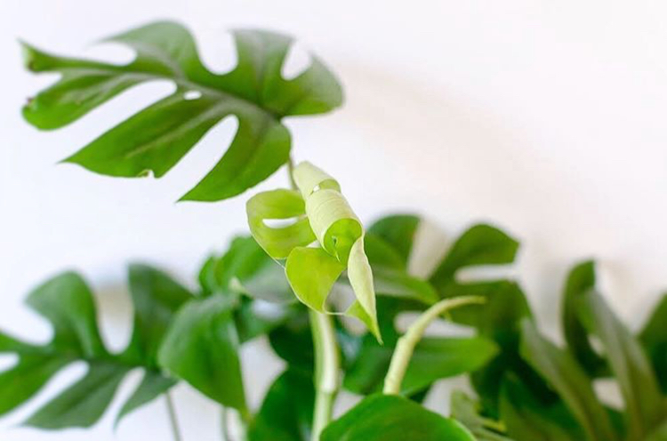 Unfurling a beautiful fresh leaf!