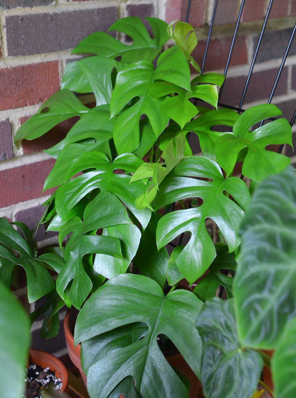 plant profile: rhaphidophora tetrasperma — stamen & stem