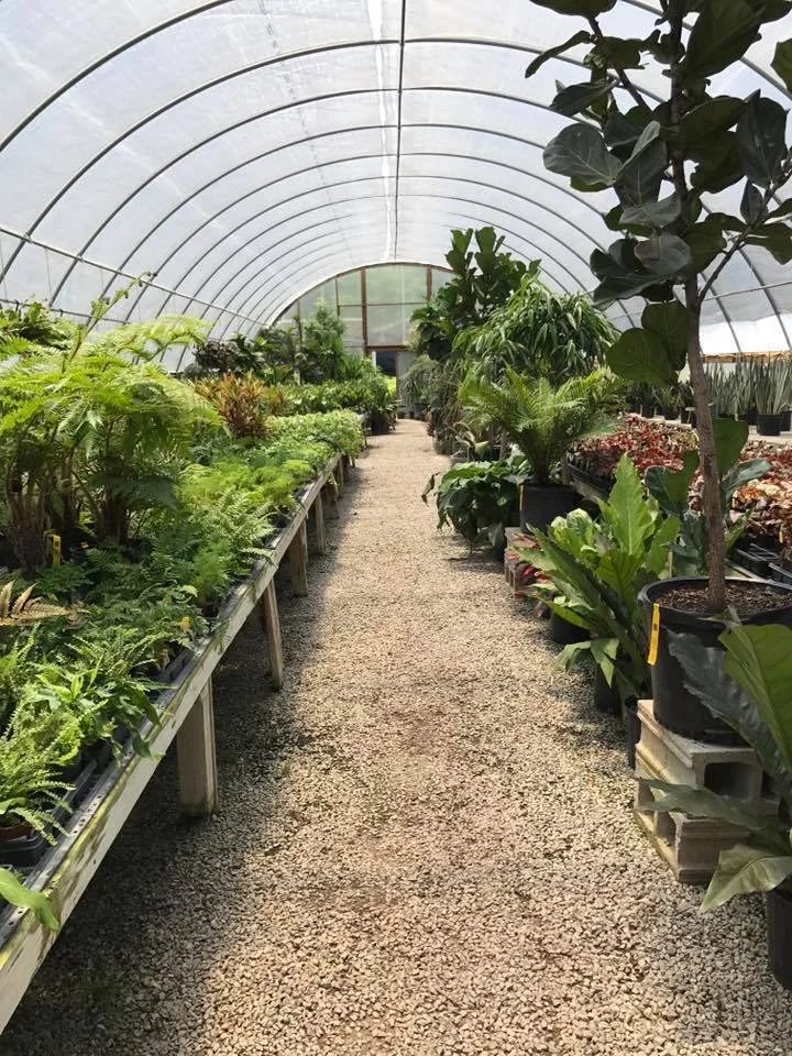 Even the best plant nurseries sometimes have sick or infested plants! Make sure you check plants before you bring them home.