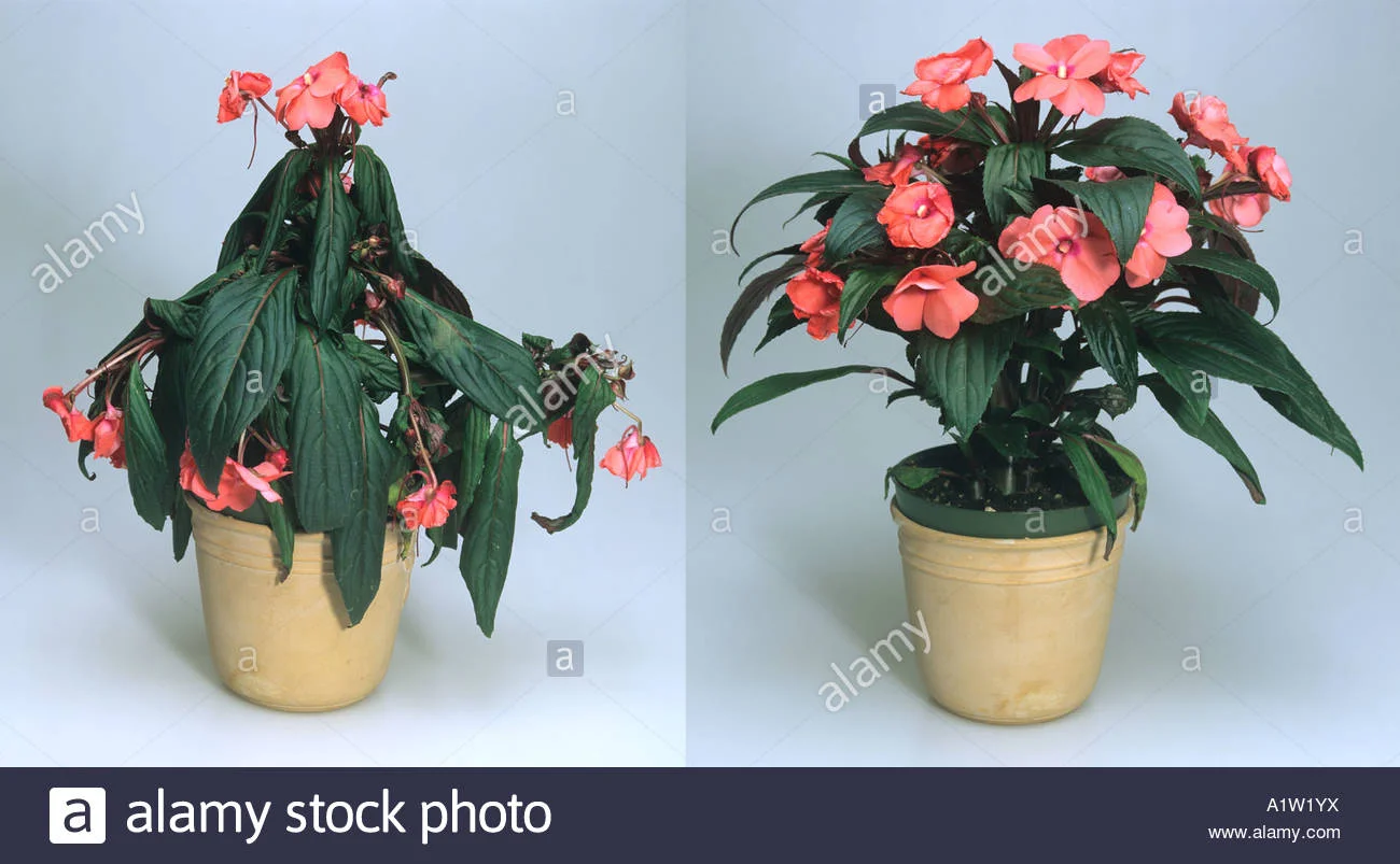 Stock photo showing a plant before and after watering. In the first photo, the leaves are droopy/wilted and soft, and in the second photo after watering, the plant stands tall and firm.