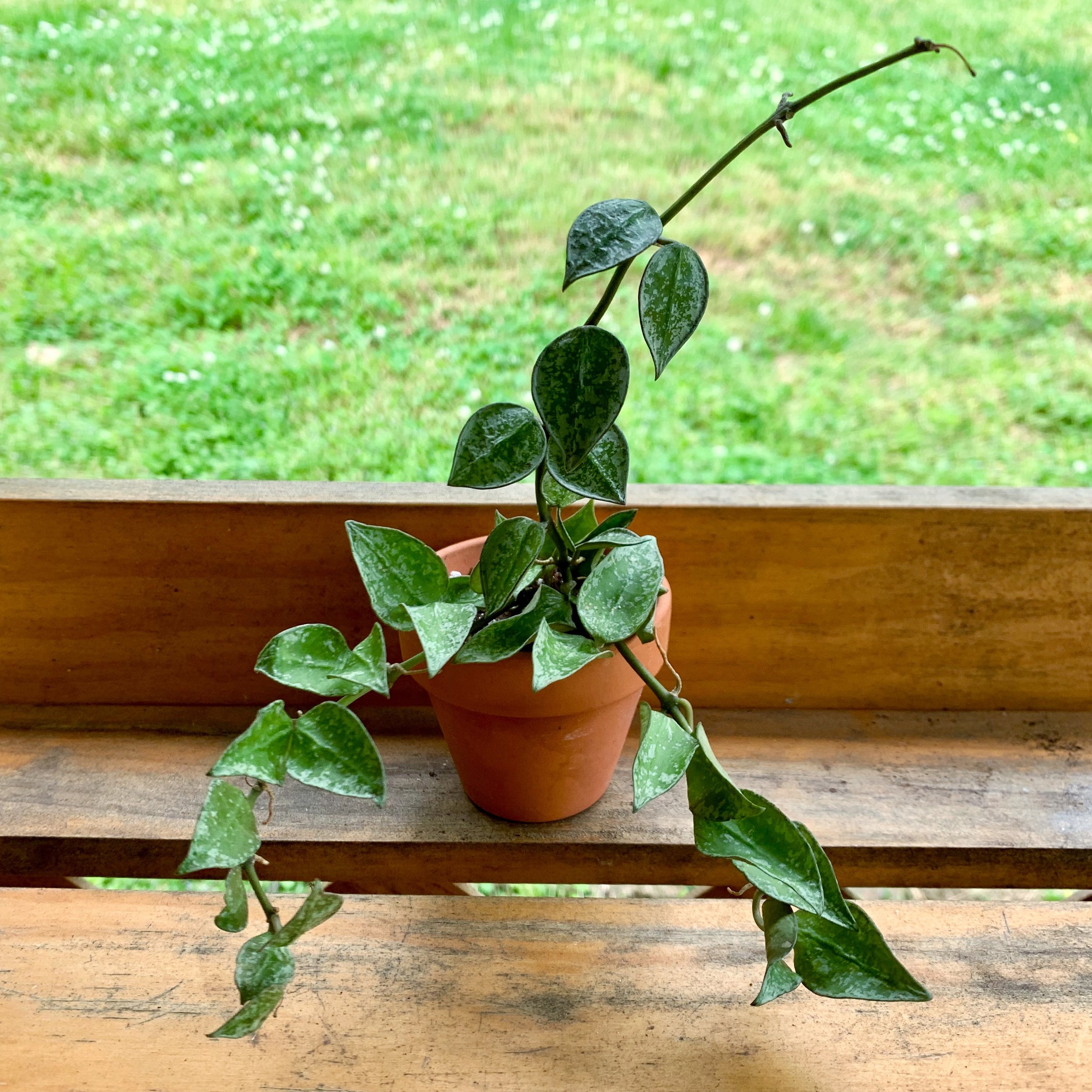 Houseplant CUTTINGS Wax Plant 2 leaves 1 node Hoya carnosa 