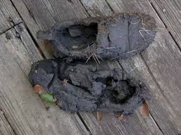 Shoes.jpeg