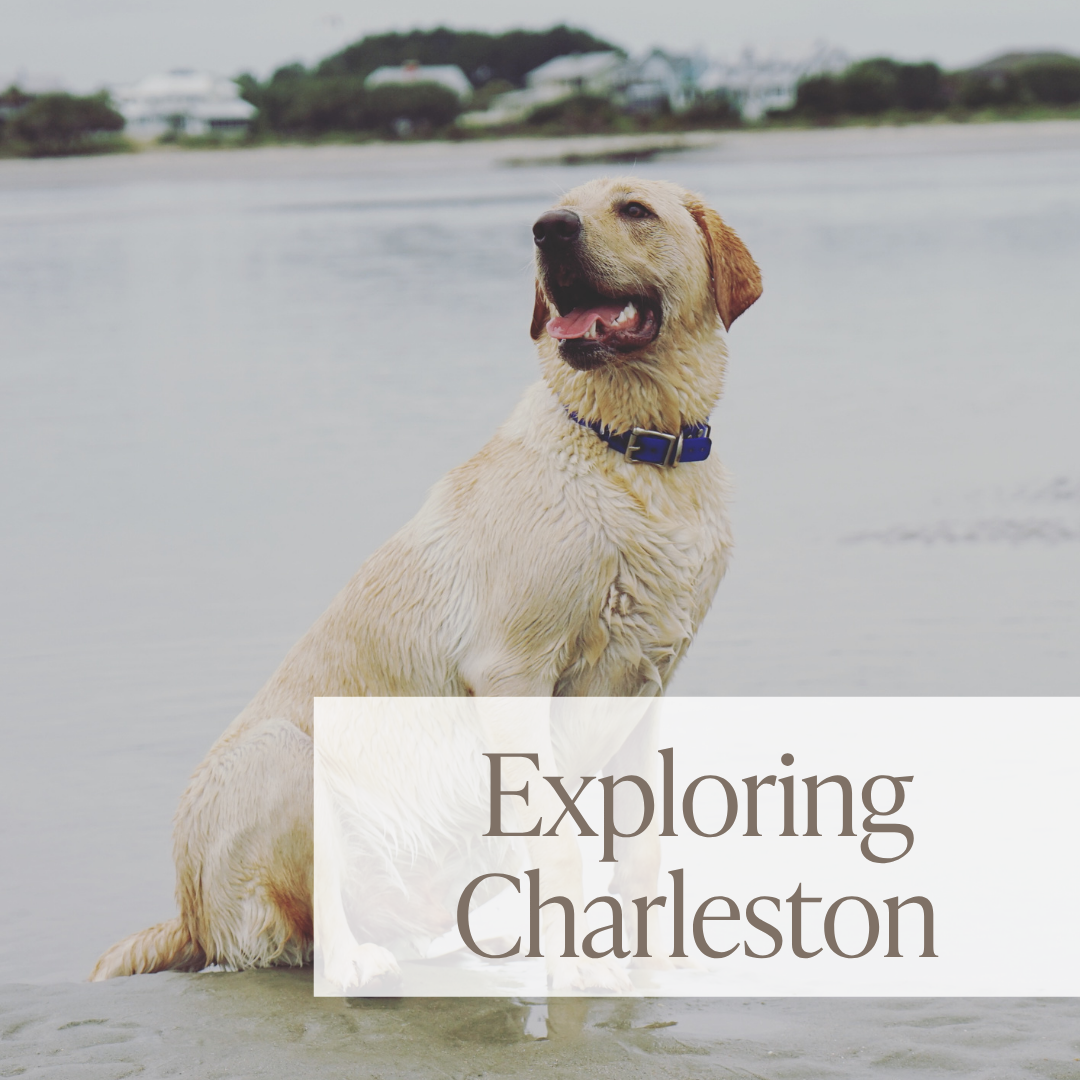 Dog Friendly Charleston