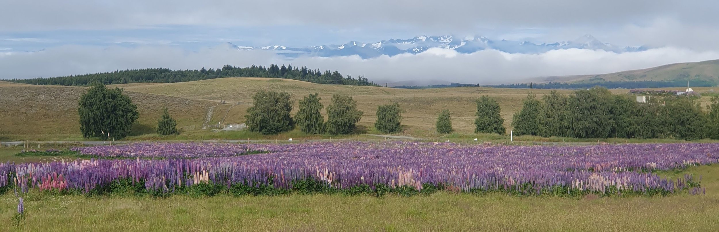 Sawdon Station_Lupin Field.jpg