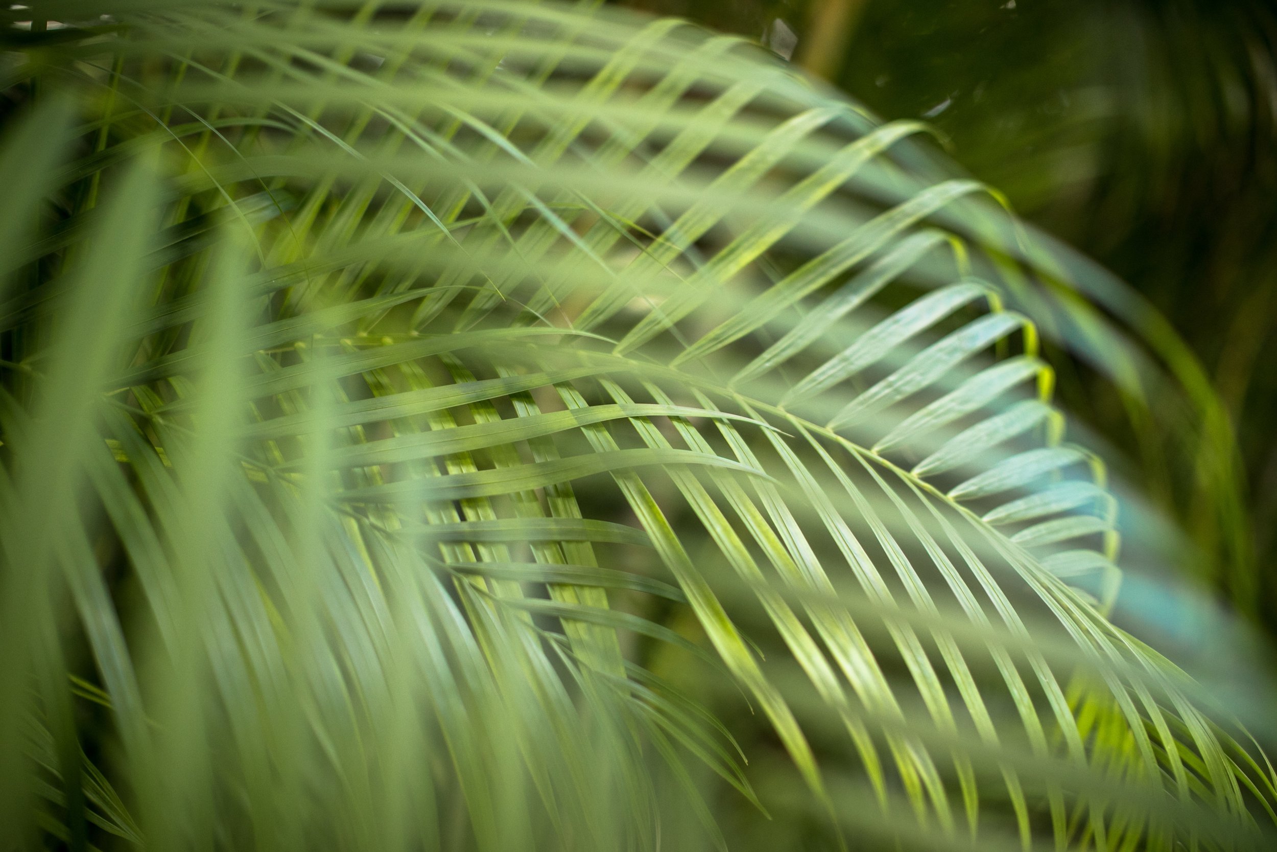 palm leaves.jpg