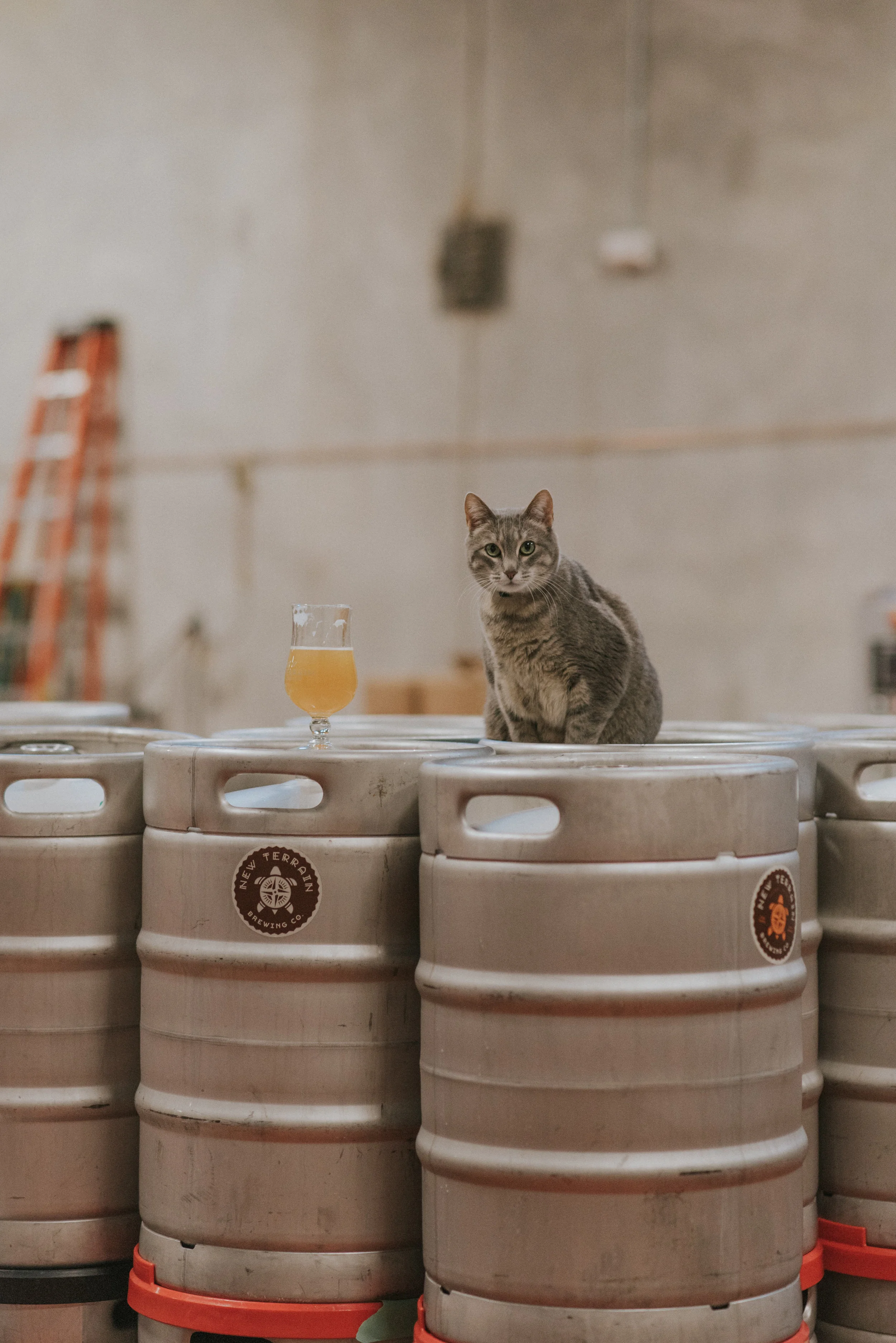  Brewery Wedding at New Terrain Brewery in Golden, Colorado. Offbeat Brewery wedding photos in Denver, Colorado. 