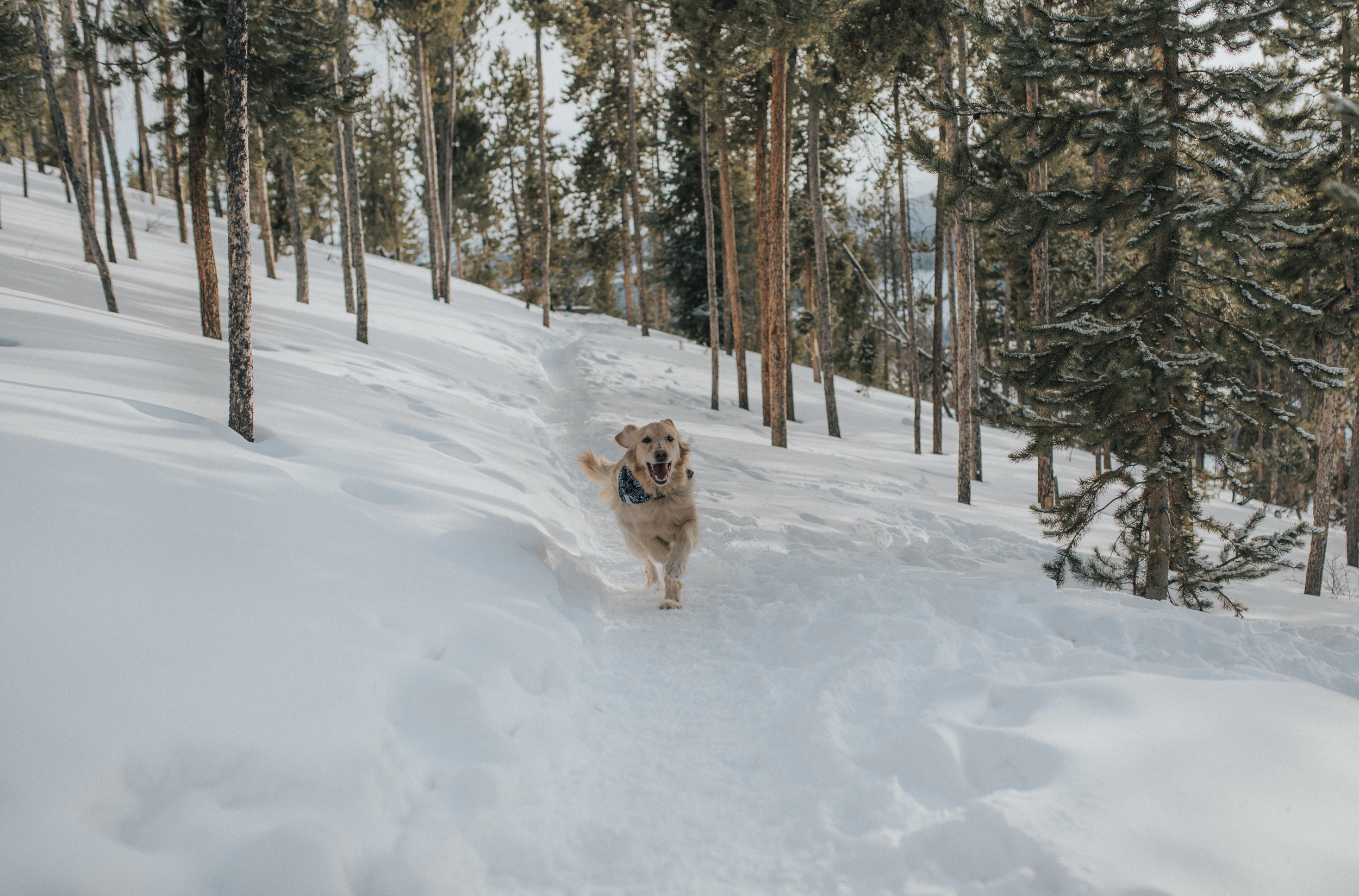  Colorado wedding photographer 