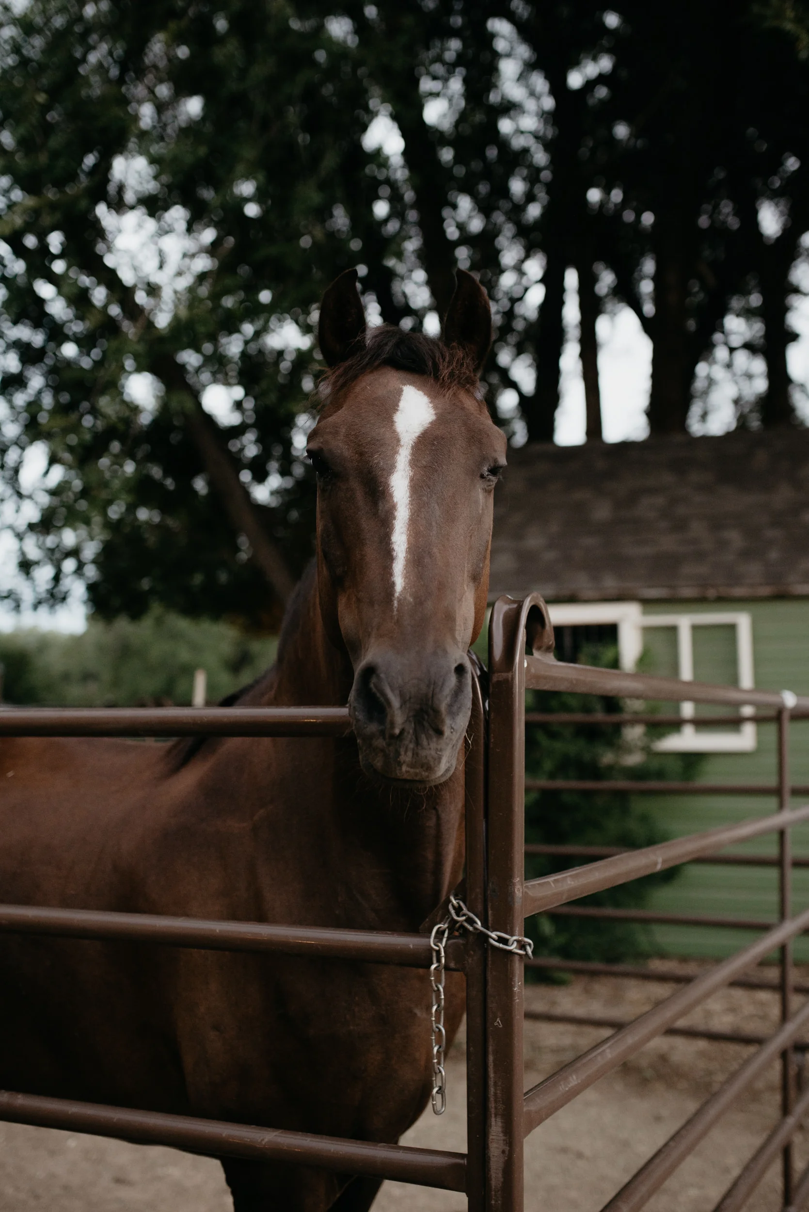  Colorado rustic wedding photos. Colorado mountain elopement and wedding photographer. 