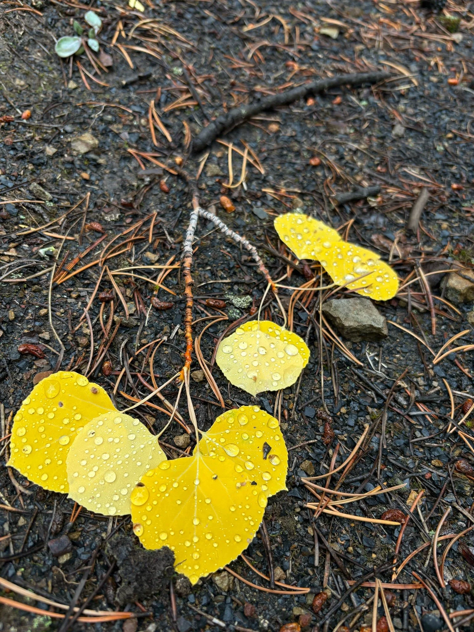 20250921_161520_C2E83C.JPEG