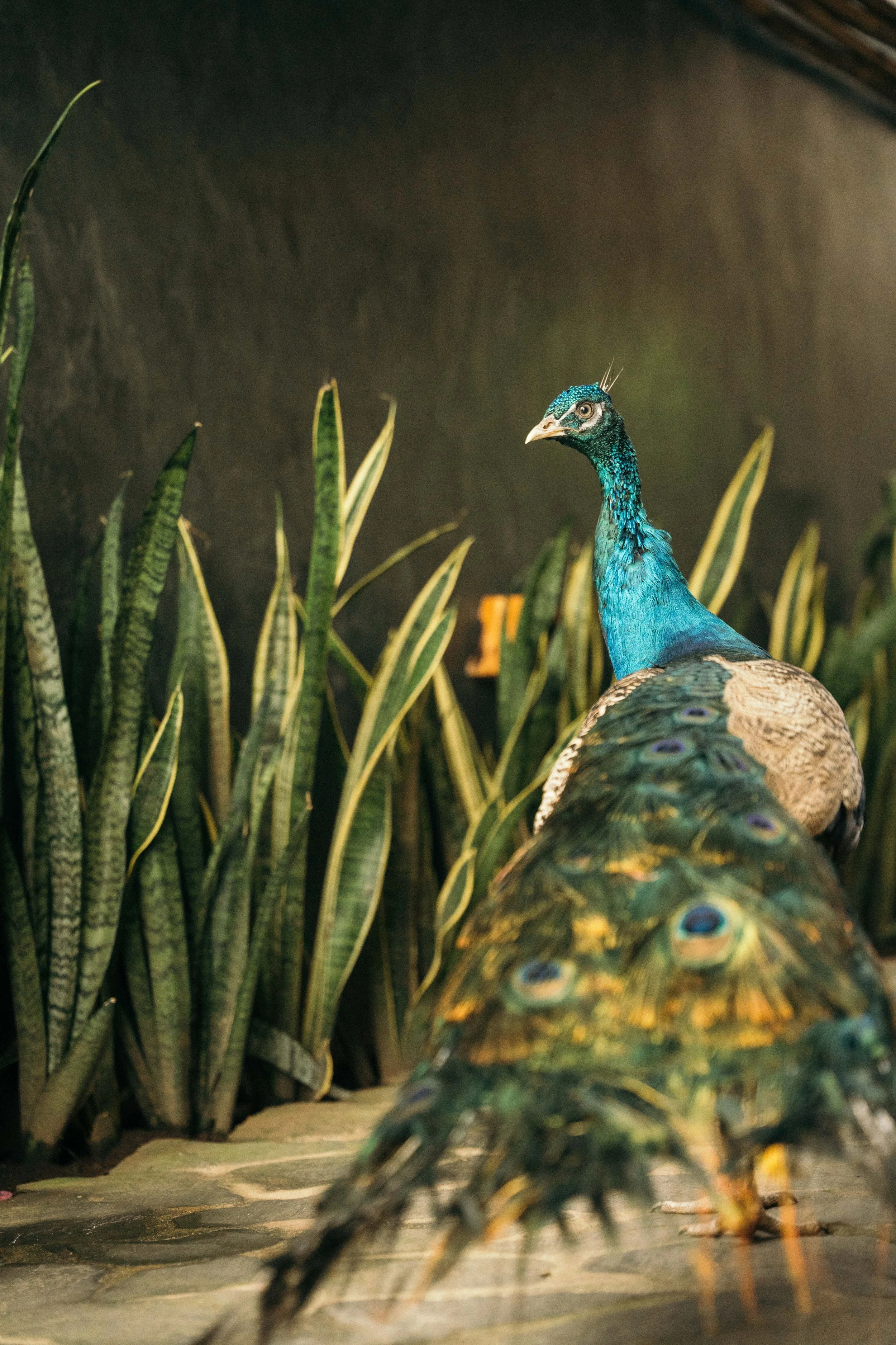 Peacock 2.jpg