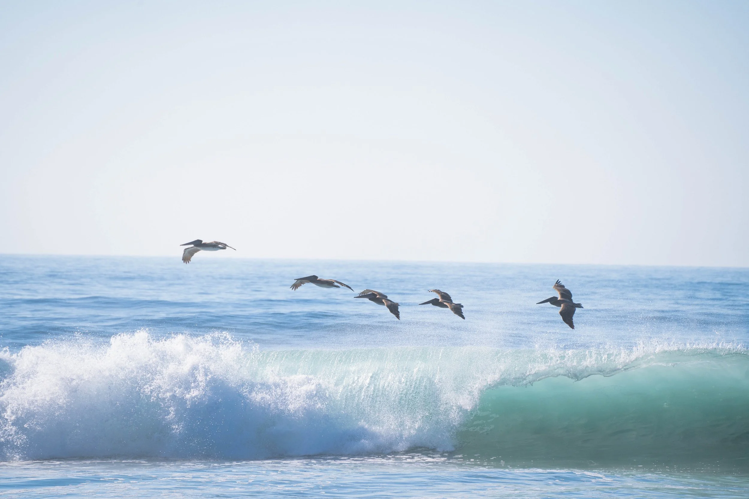Pelicans above Wave.jpg