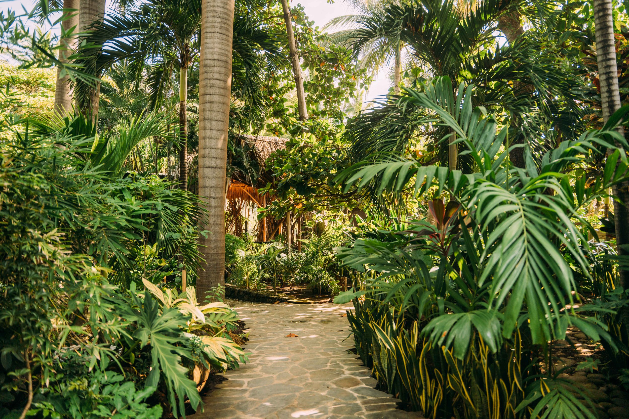 Jungle Walkways.jpg