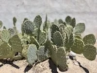 ojo-caliente-retreat-cactus.jpg