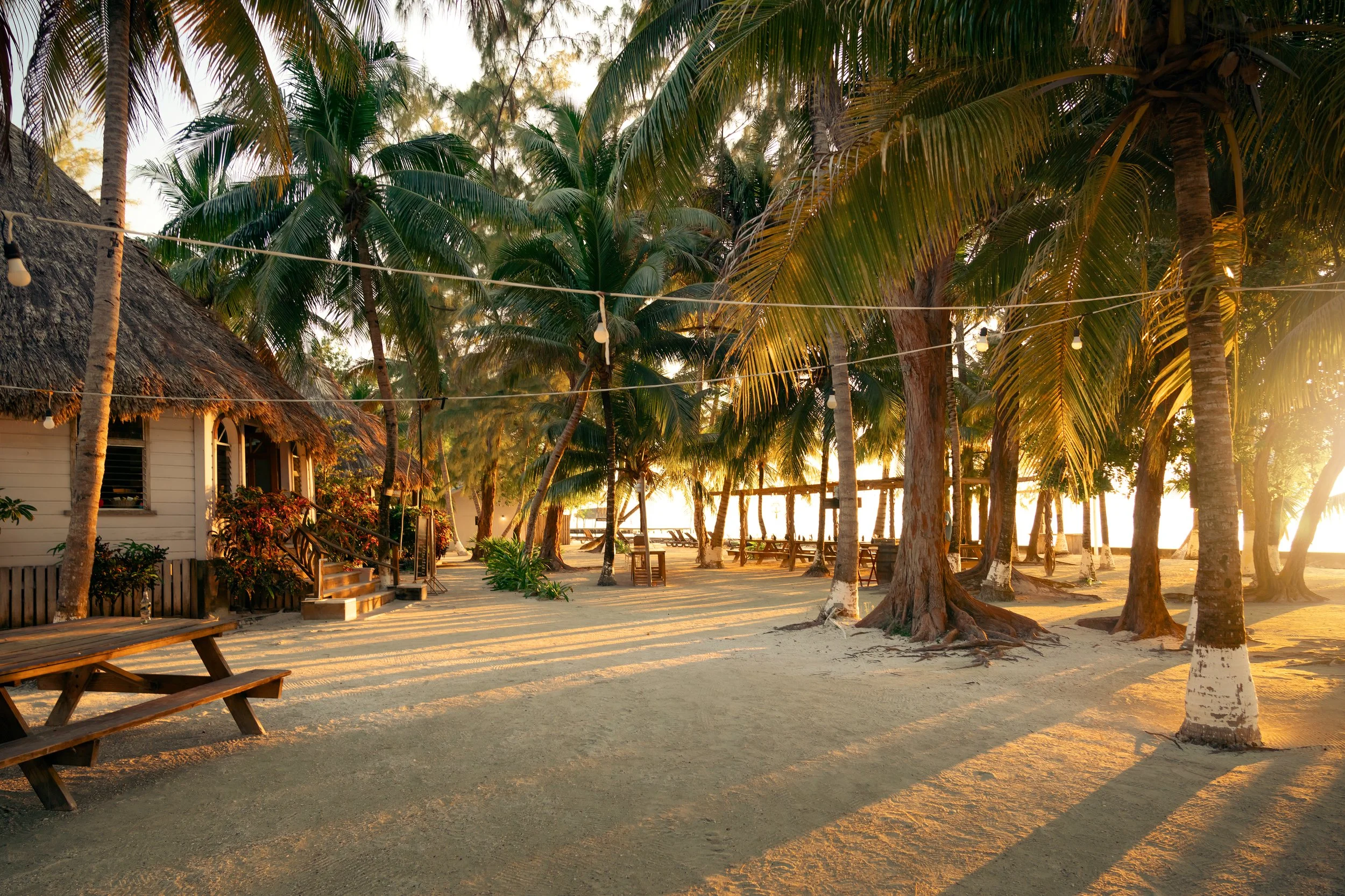 Thatch Caye Palm Grove.jpg