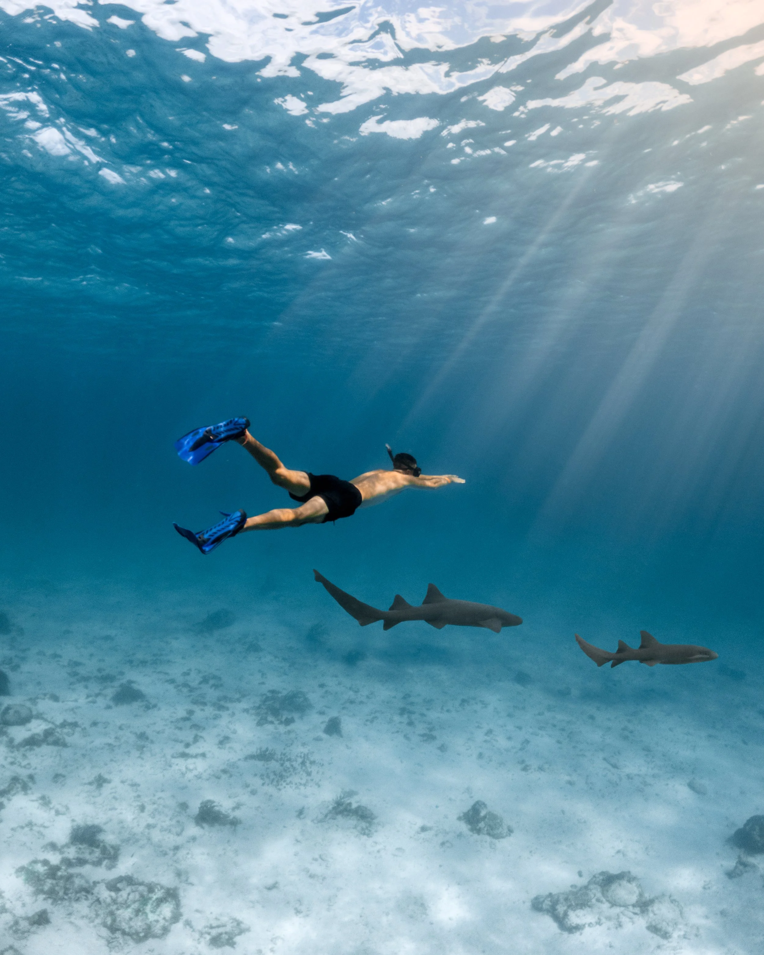 Snorkel Sharks Belize.jpg