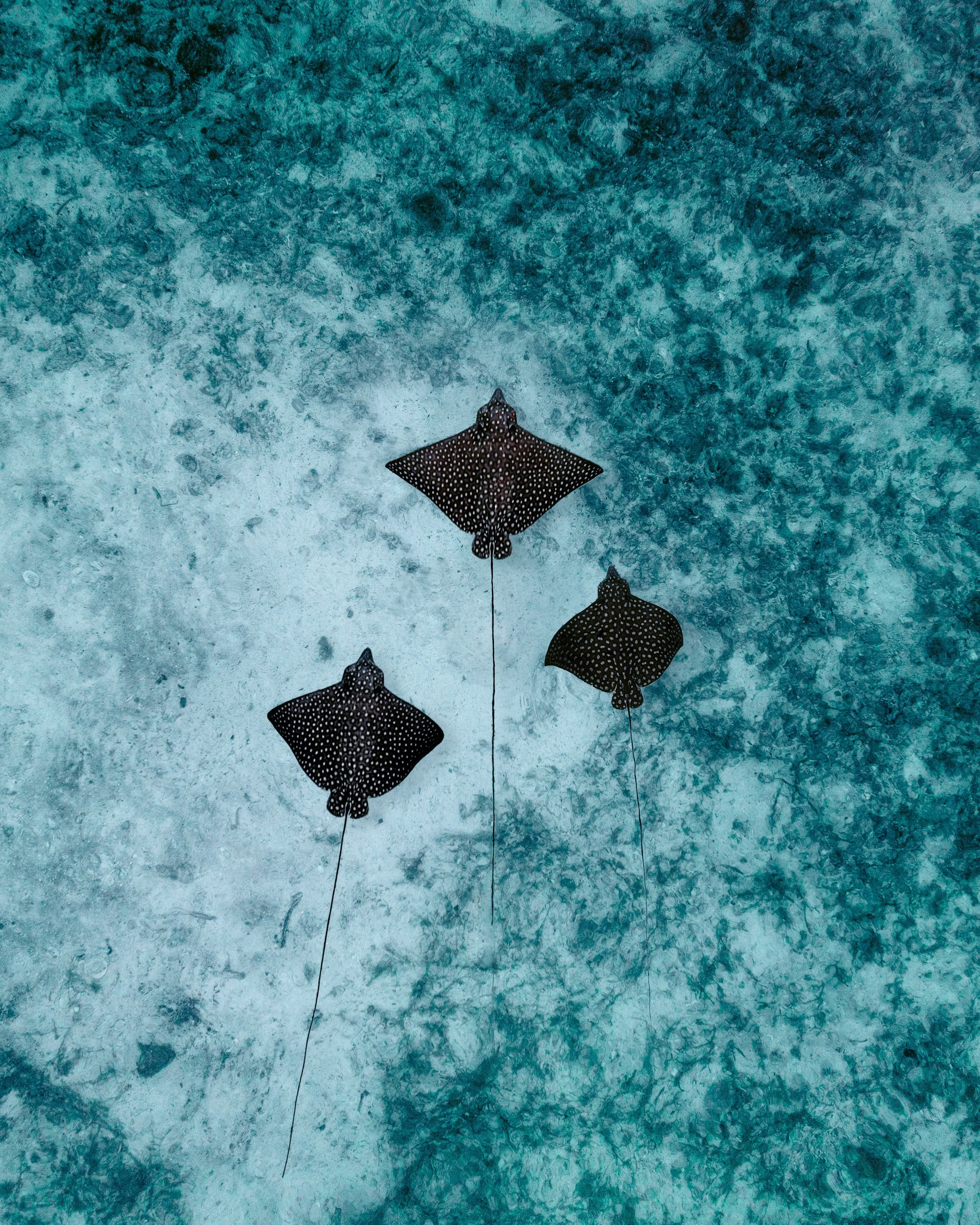 Belize Sting Rays.jpg