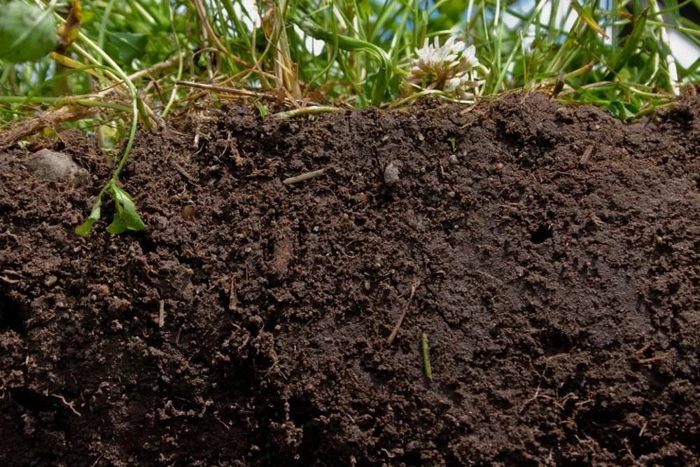 soil-header-1.jpg