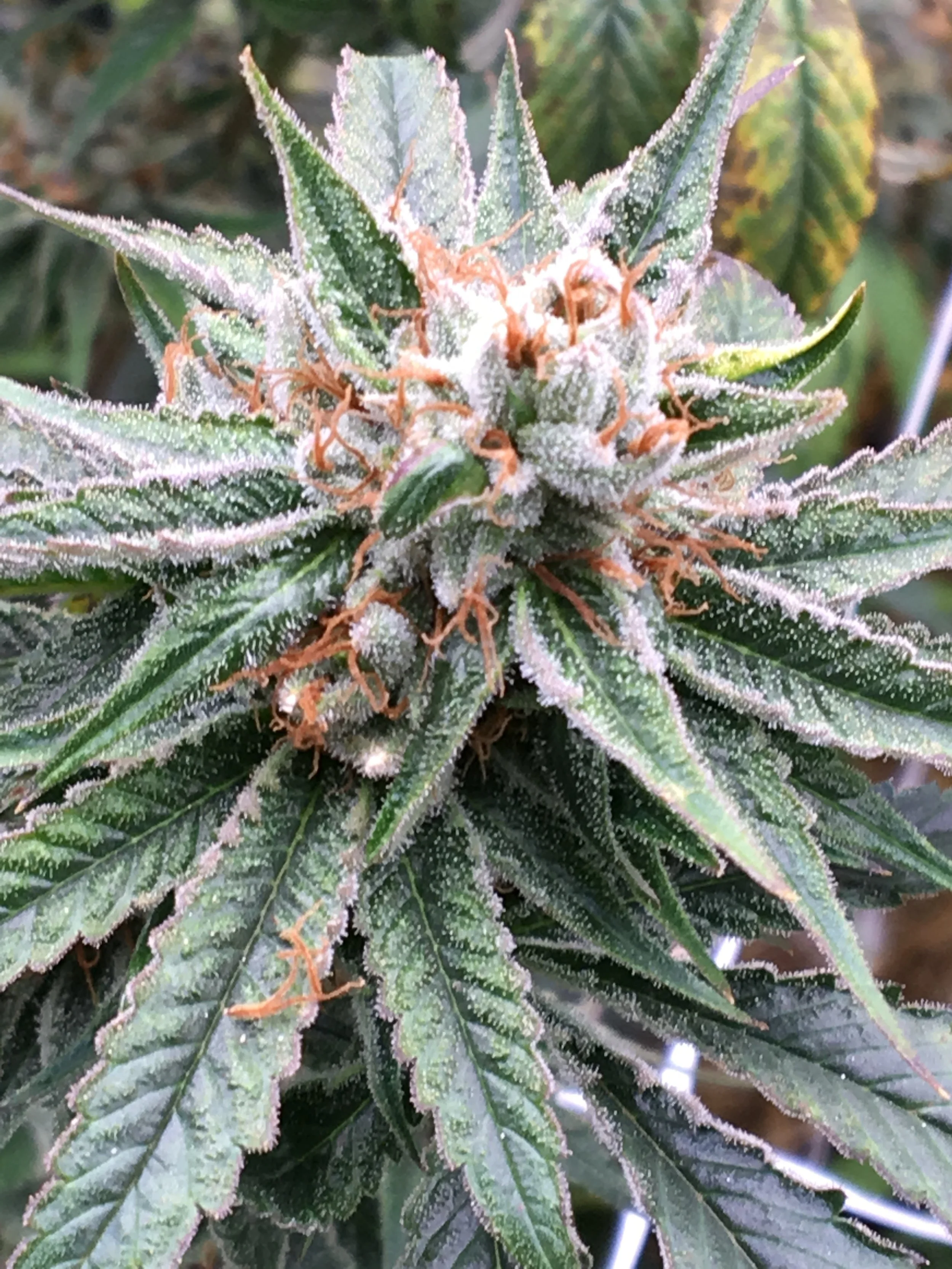 CBD Hangover Remedies