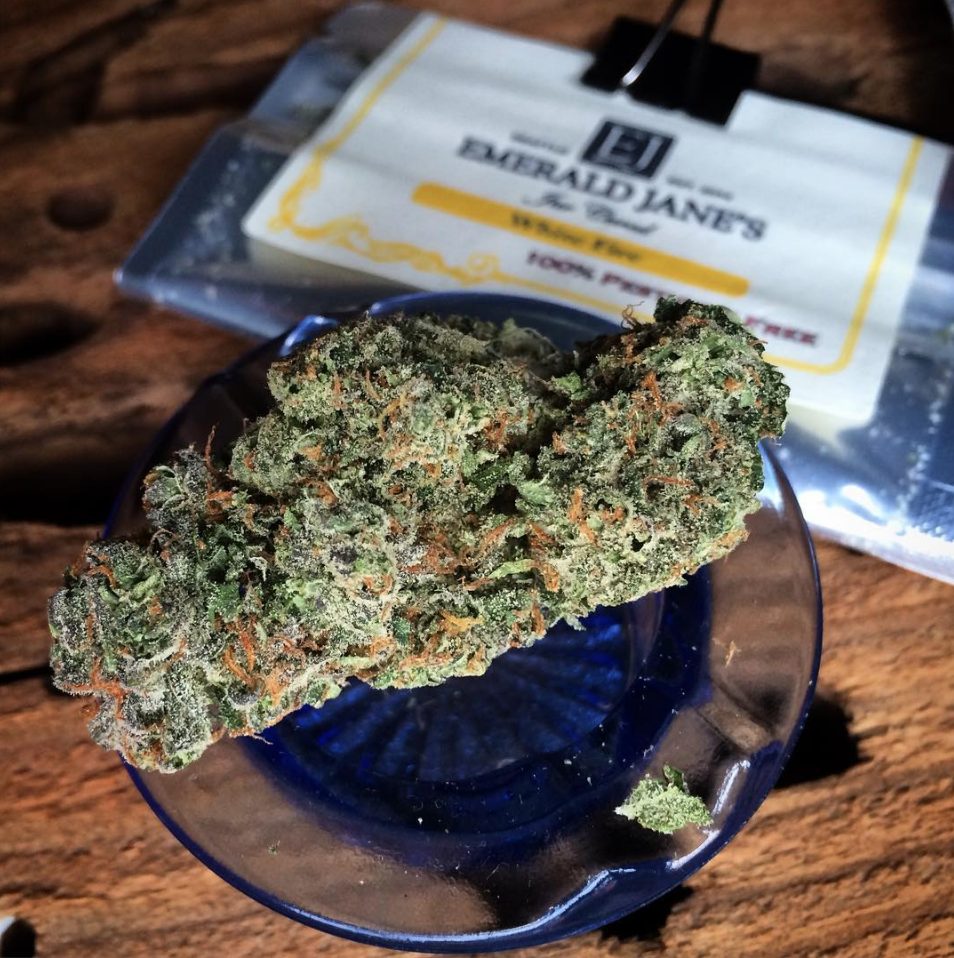 How to Get Multiple Harvests When Growing Marijuana — Blog