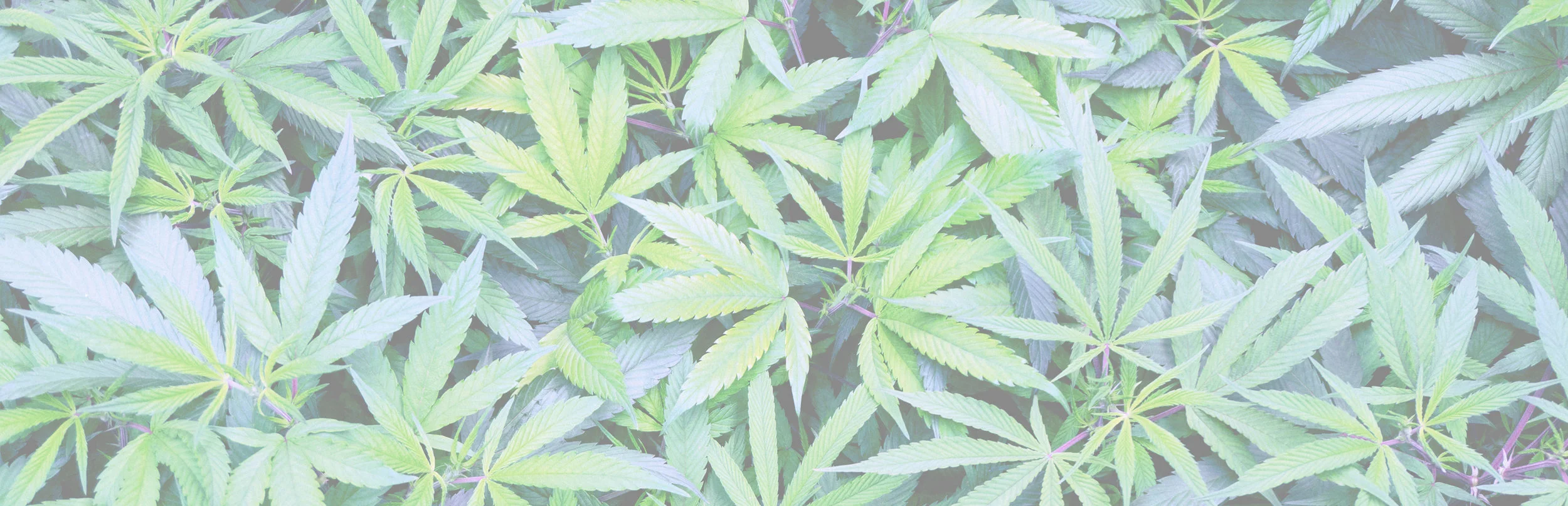 Cannabis Brands banner 5000px.jpg