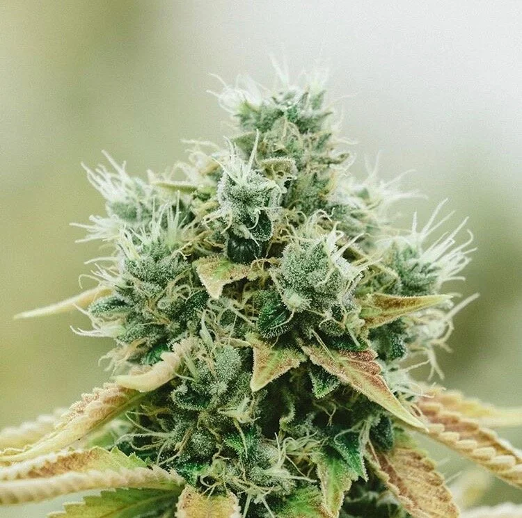 Hashtag Buyers’ Choice 2020: Flower
