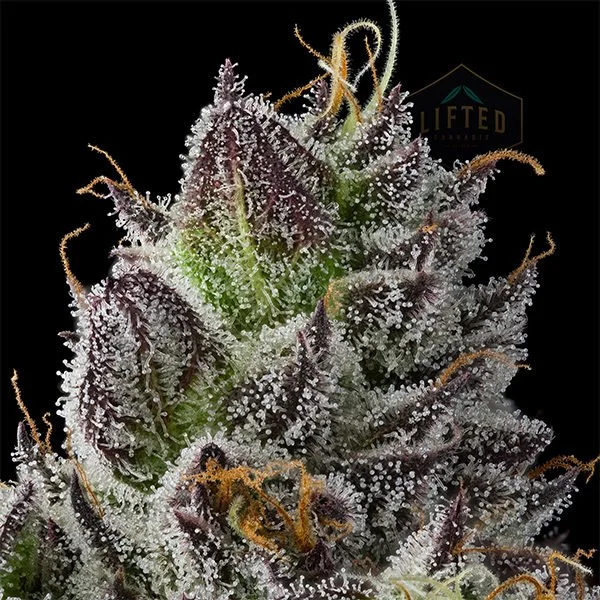 Know Your Grower -- Lifted Cannabis