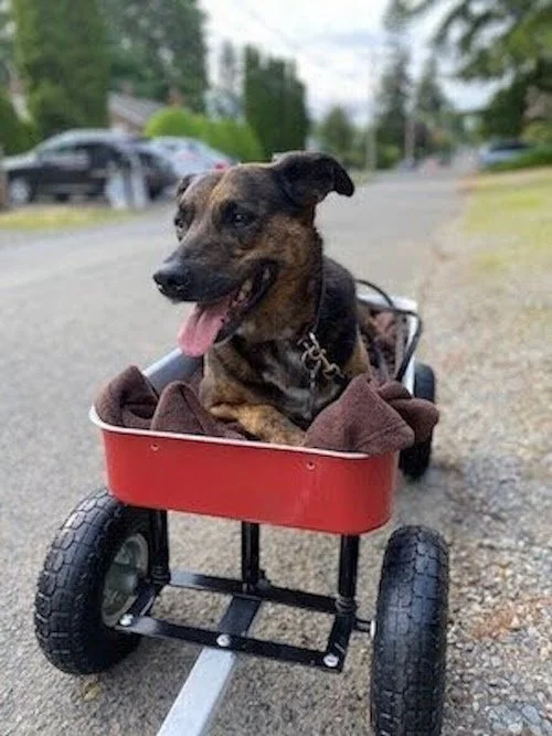 CBD for Pets: Effects, Uses, and Helpful Products