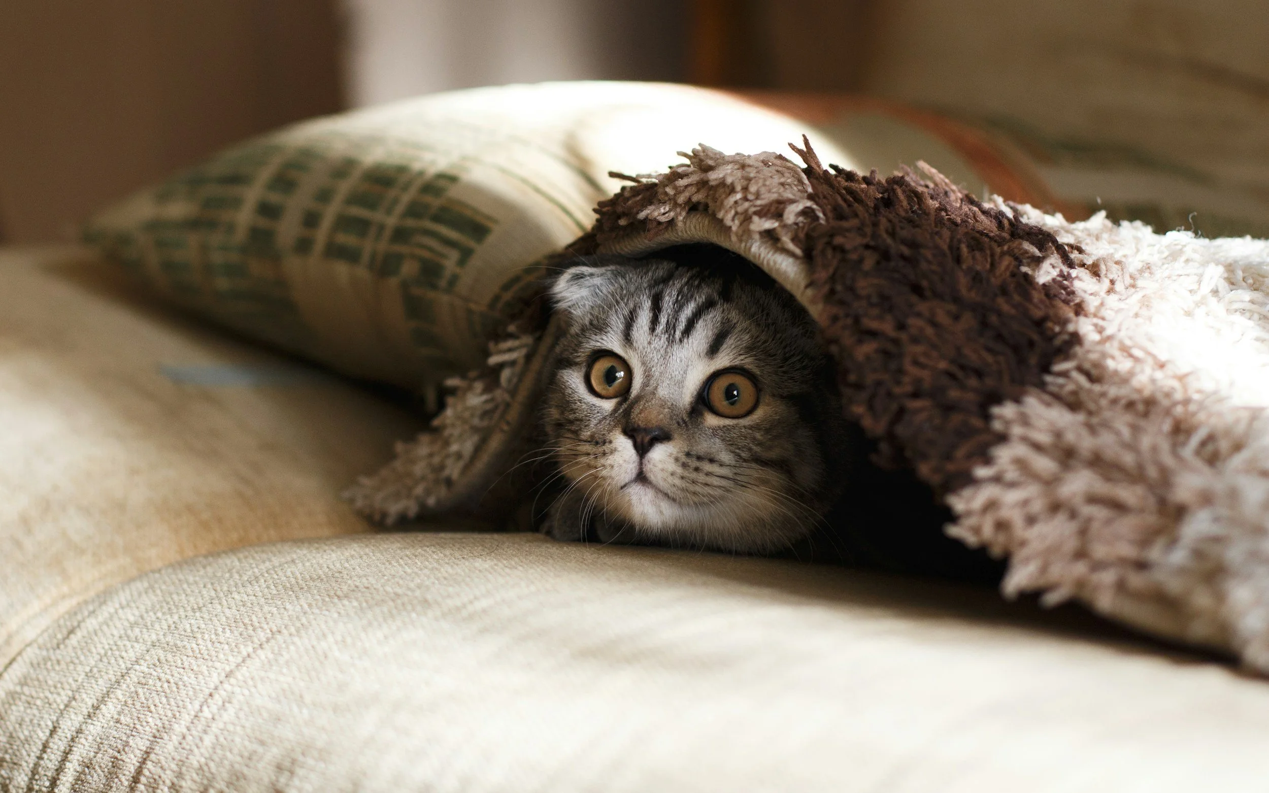 Which is Heavier: A Weighted Blanket or CBD?