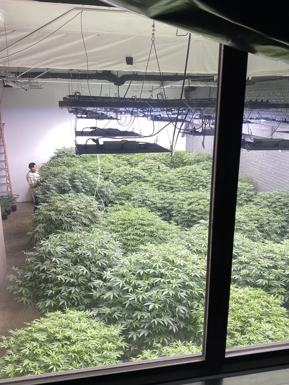 How are Indoor Cannabis and Outdoor Cannabis Different? 