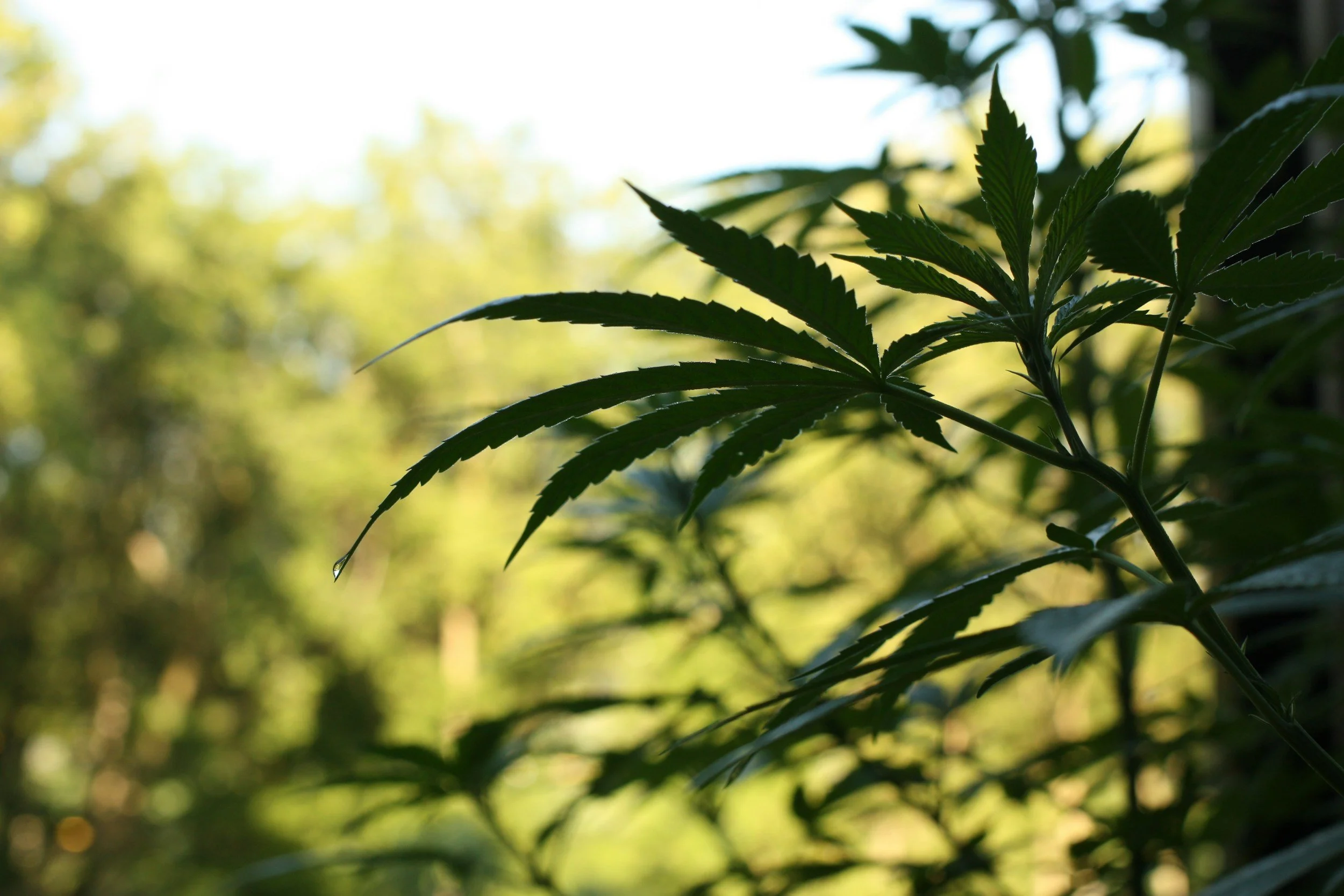 Jack Herer: From Activist to Iconic Strain