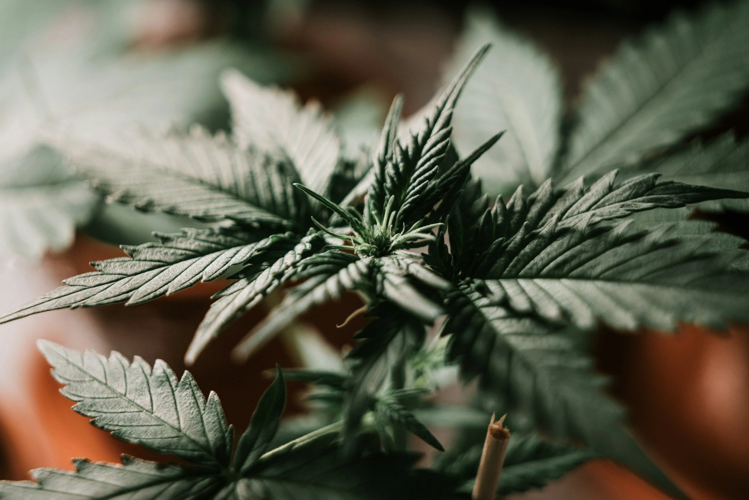 Market Forecast 2026: CBD, RSO &amp; Distillate — What’s Gaining Traction?