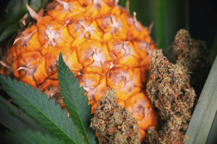 How Did Pineapple Chunk Get Its Name?