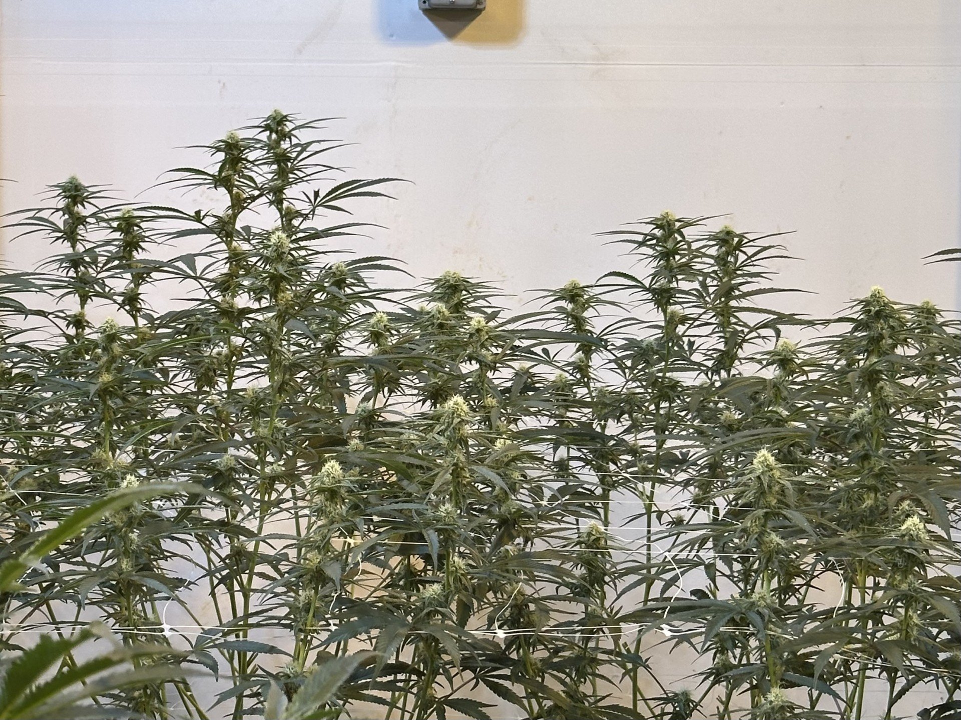 Cannabis Plant Life Cycles: How Pot of Gold Grows Quality Cannabis 