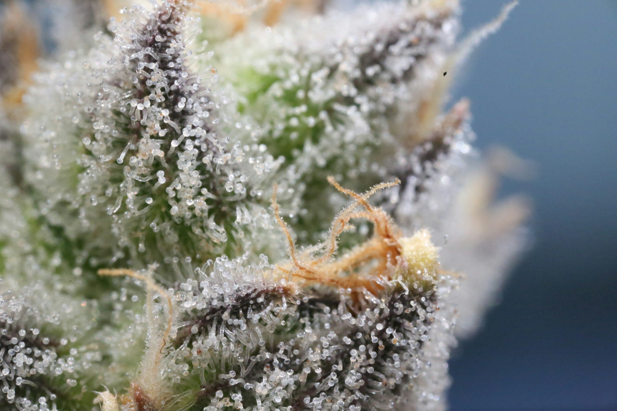 What Makes Cannabis Flower Sticky? Understanding Trichomes &amp; Resin Production