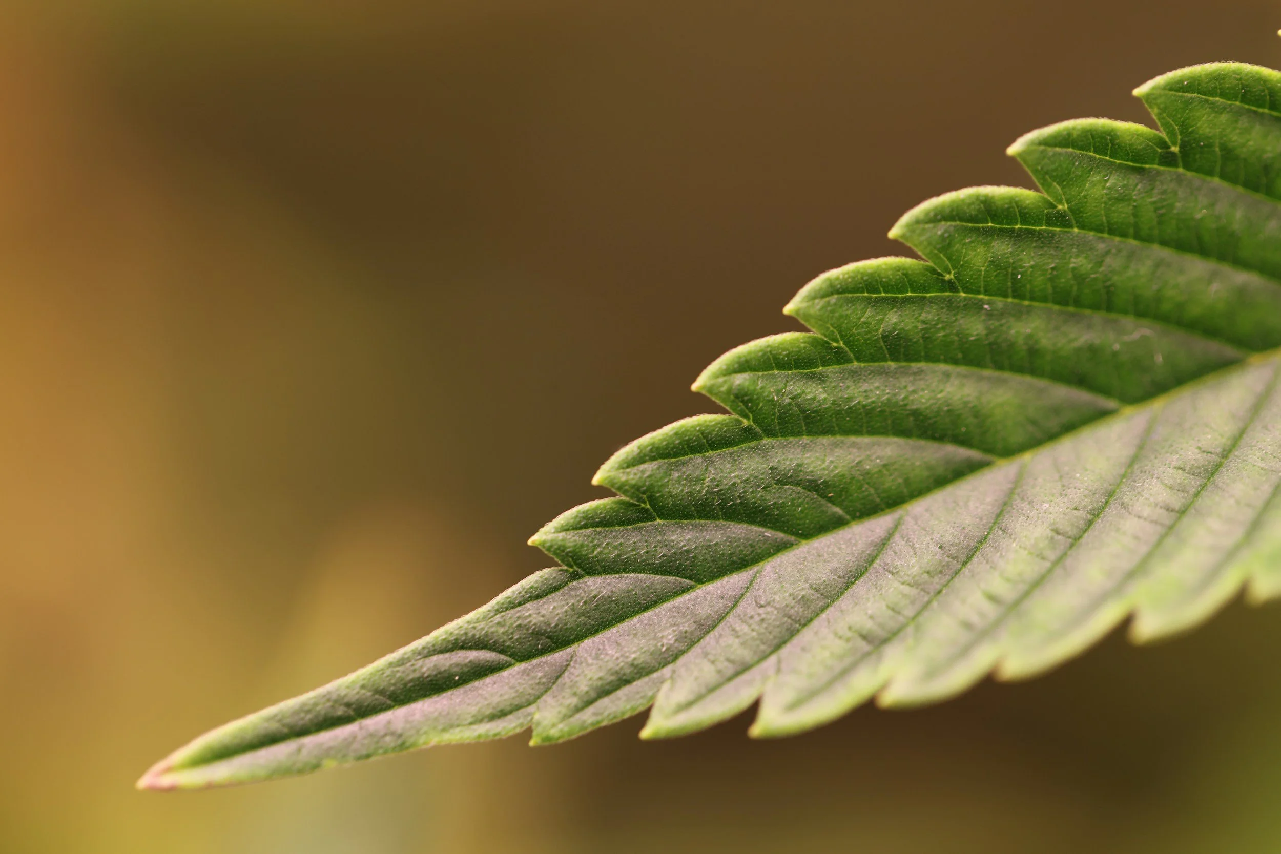 Landrace Strains 101: What They Are and Why They Matter Today