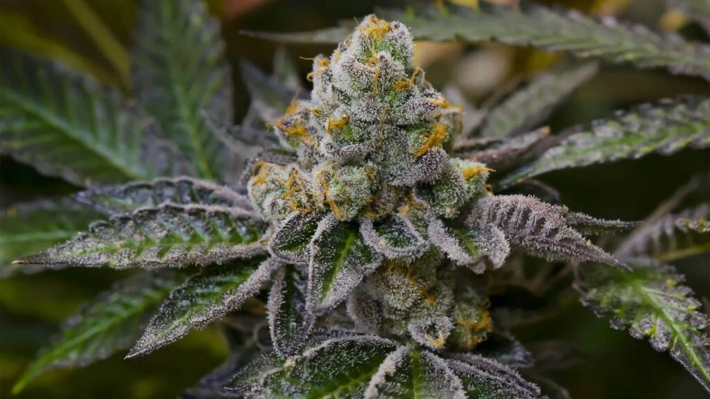 Girl Scout Cookies: How One Strain Shaped Modern Cannabis Genetics