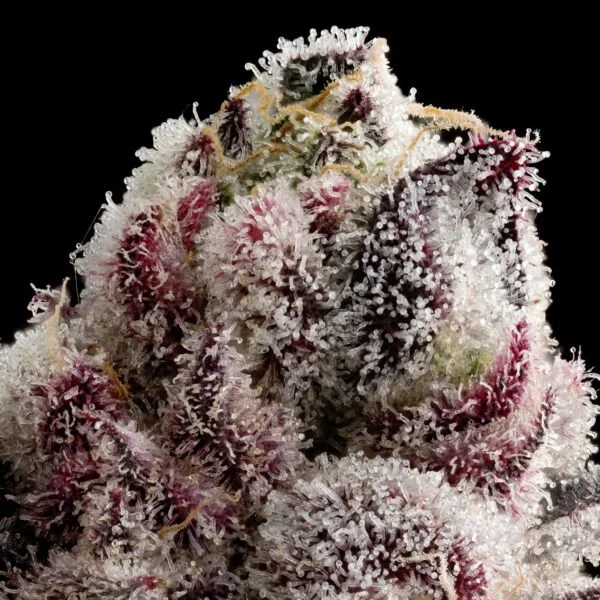 What Are Lobster Strains? Blue Lobster, Cipher Genetics &amp; The Rise of a New Cannabis Family