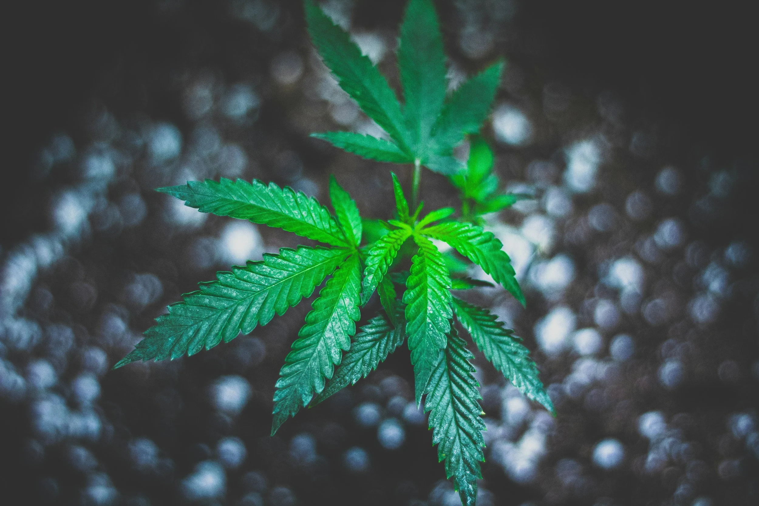 Why Clean Cannabis Matters: What's Really In Your Weed and How to Know It's Safe