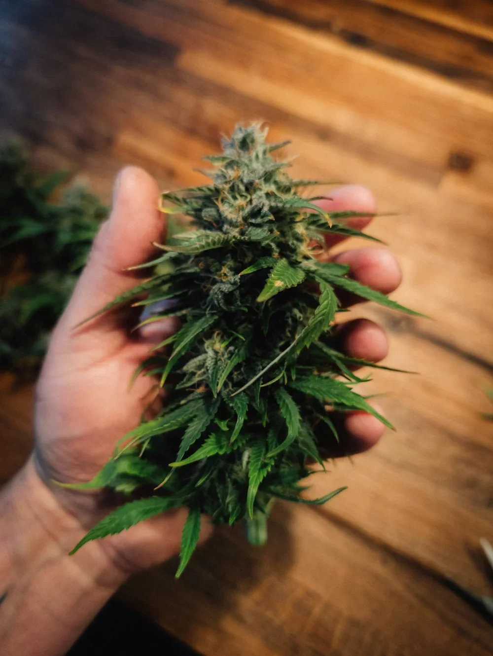 Why the Quality of Your Cannabis Flower Affects Every Product Downstream — From Flower to Edibles 