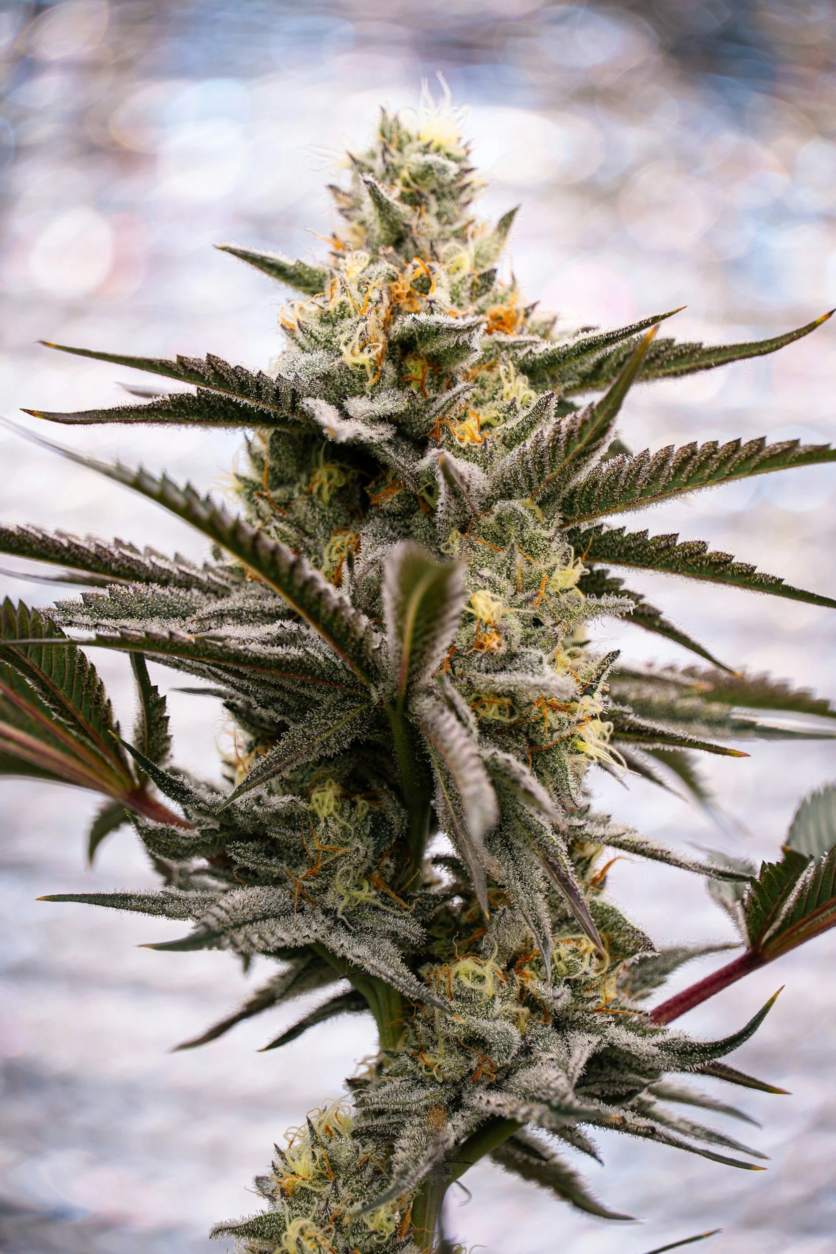 How Is Hydroponic-Grown Cannabis Different from Soil-Grown?