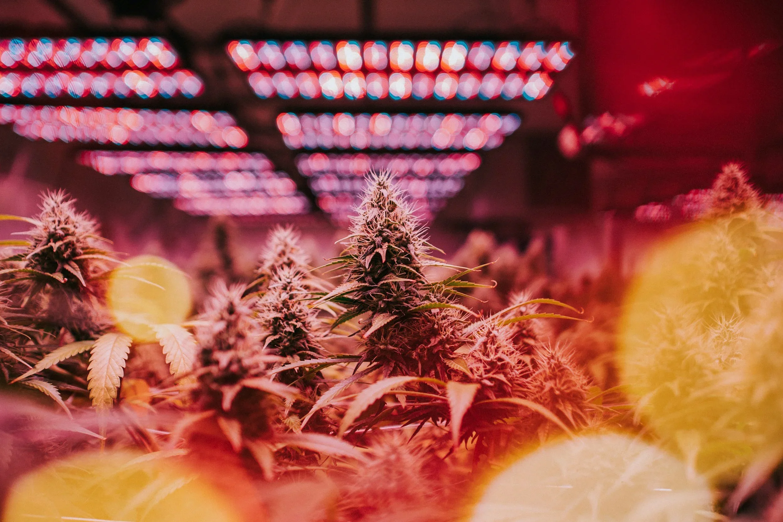 Why Do Some Strains Make You Sleepy While Others Energize You?