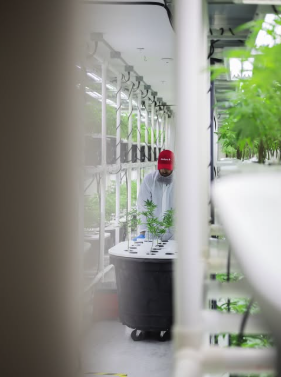 What Is Aeroponic Cannabis Cultivation?